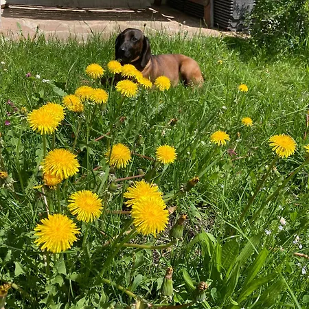 Alloggio per agriturismo Neuhauserhof Kartitsch