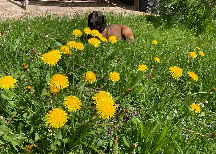 Alloggio per agriturismo Neuhauserhof Kartitsch